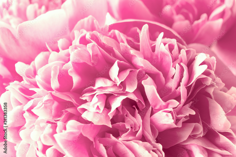 pink peonies macro. bouquet of pink peonies close-up. background with peonies.