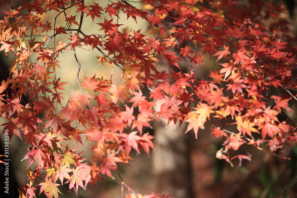 Autumnal landscape of Suizawa maple valley in the Mie Prefecture of Japan Autumnal landscape of Suizawa maple valley in the Mie Prefecture of Japan