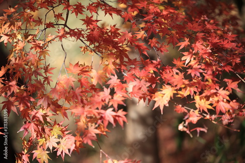 Autumnal landscape of Suizawa maple valley in the Mie Prefecture of Japan