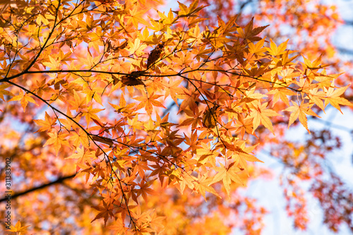 maple tree in autumn season