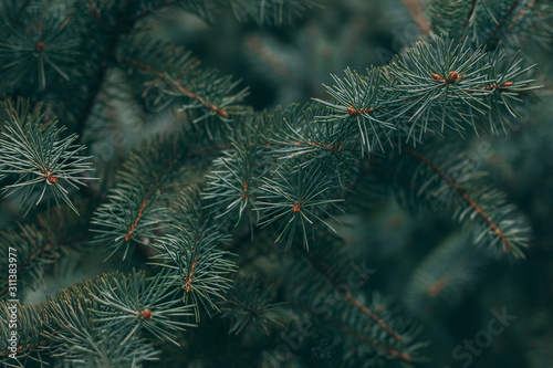Fluffy branches of a spruce or fir-tree. Christmas wallpaper or postcard concept. © Inna