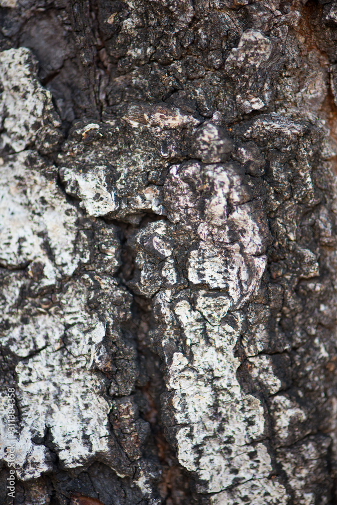 Fototapeta premium Closed up bark of tree show texture background
