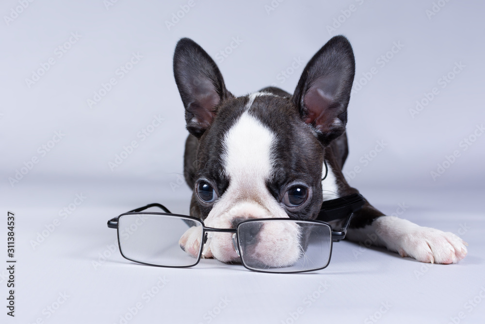 Cute puppy breed Boston Terrier lies and sadly looks at the glasses.