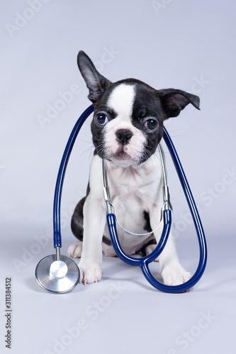 Small dog Boston Terrier puppy as vet wearing stethoscope isolated on grey background.