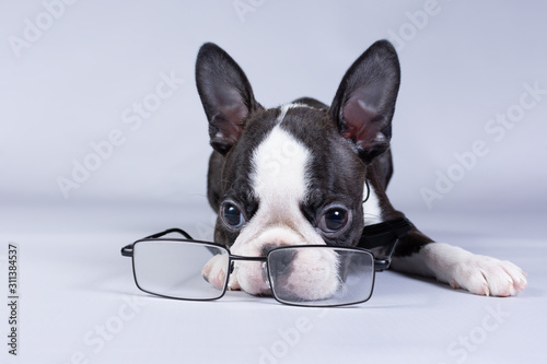 Cute puppy breed Boston Terrier lies and sadly looks at the glasses. photo