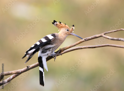One hoopoe sitting on special branch and posing photographer. © VOLODYMYR KUCHERENKO