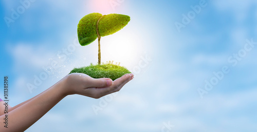 Realistic liver images are human green tree shapes about diseases and cirrhosis (environment).