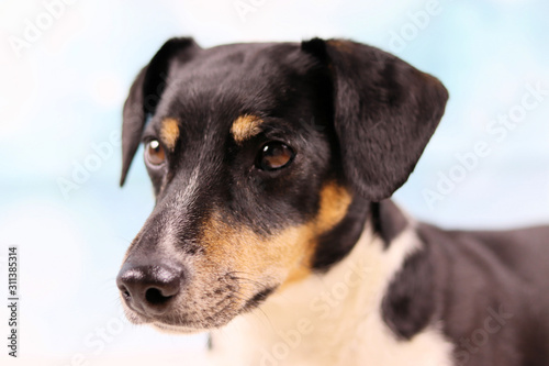 Portrait eines Jack Russel Terriers
