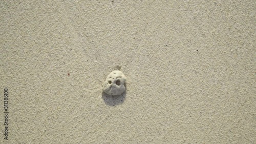  Coral fragments on the beach.