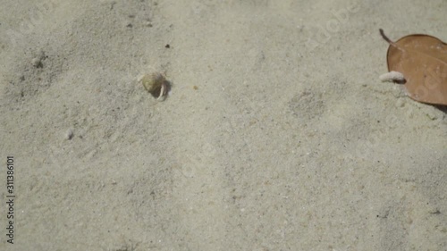 ็Hermit crab walking on the beach.