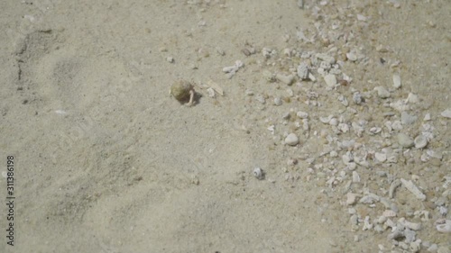 Hermit crab walking on the beach.