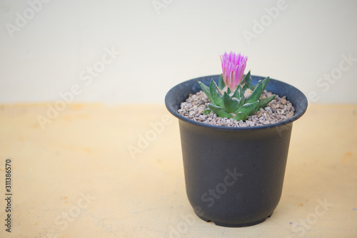 Ariocarpus trigonus cactus and flower in  pot photo