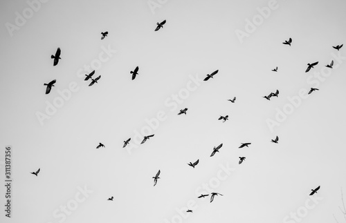 Black and white photo of a flock of birds in the sky. Minimalism.