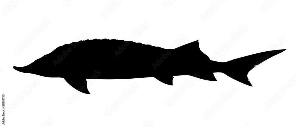 Silhouette of sturgeon fish on white background. Vector illustration