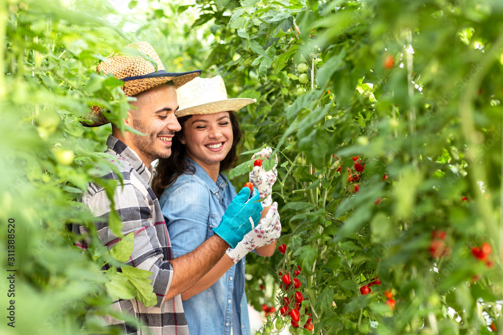 Young couple invest in family bisiness in agriculture and looking how tomato grow on farm Young couple invest in family bisiness in agriculture and looking how tomato grow on farm