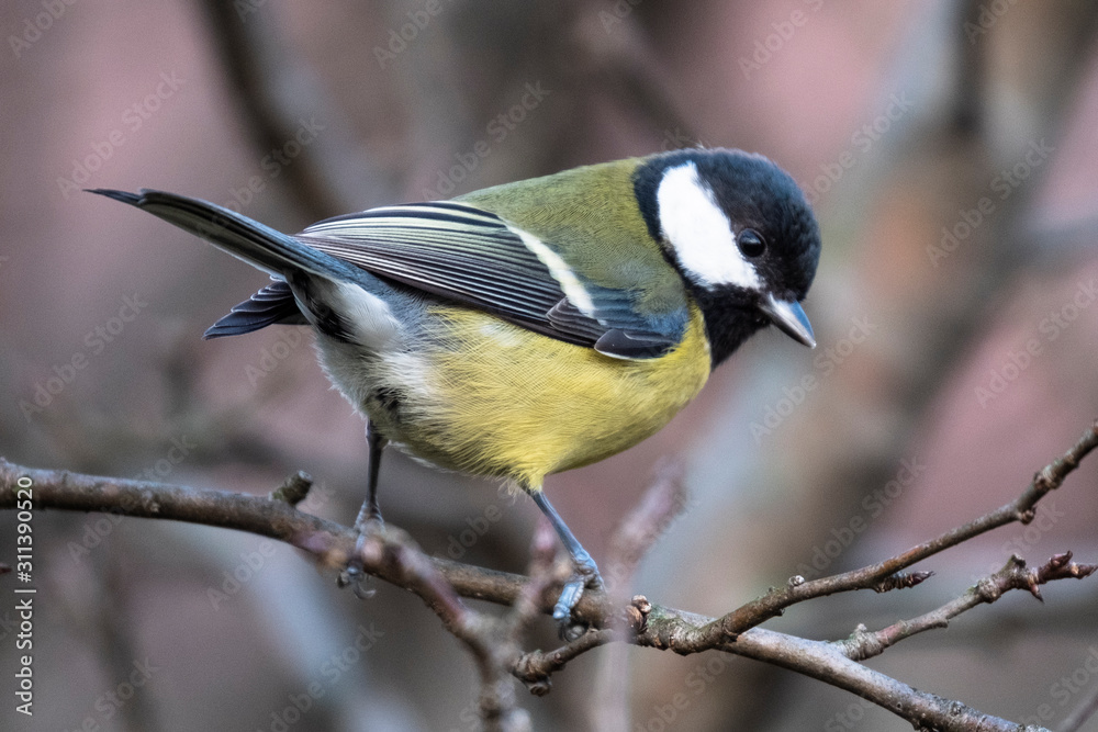 Obraz premium Great tit in the woods