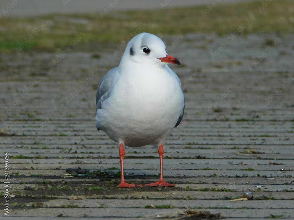 Obraz premium 河川敷の遊歩道上のユリカモメ