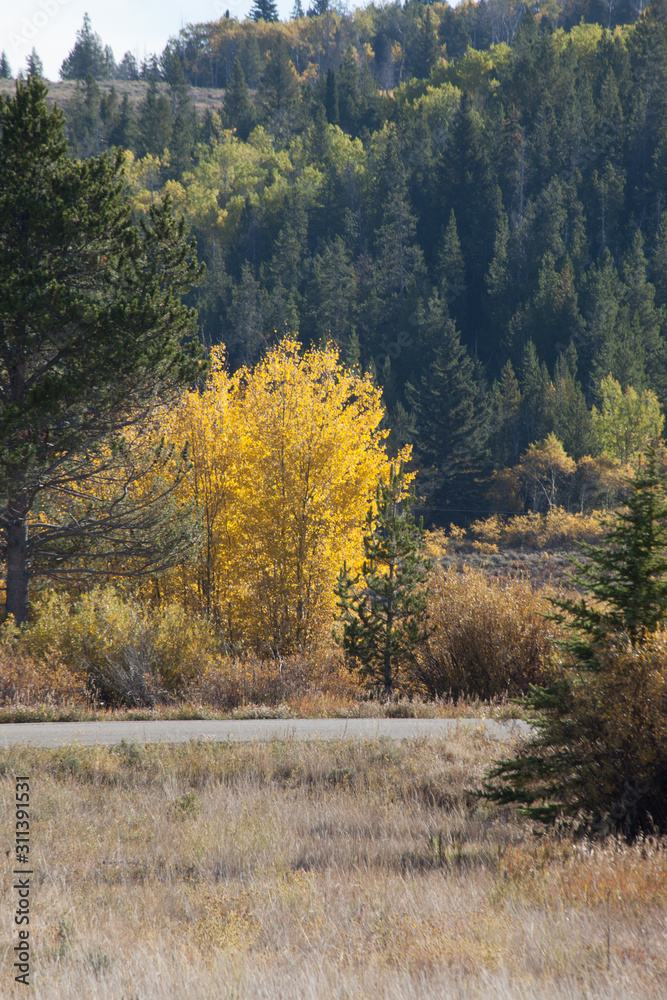 Fototapeta premium Autumn leaves with yellow and orange