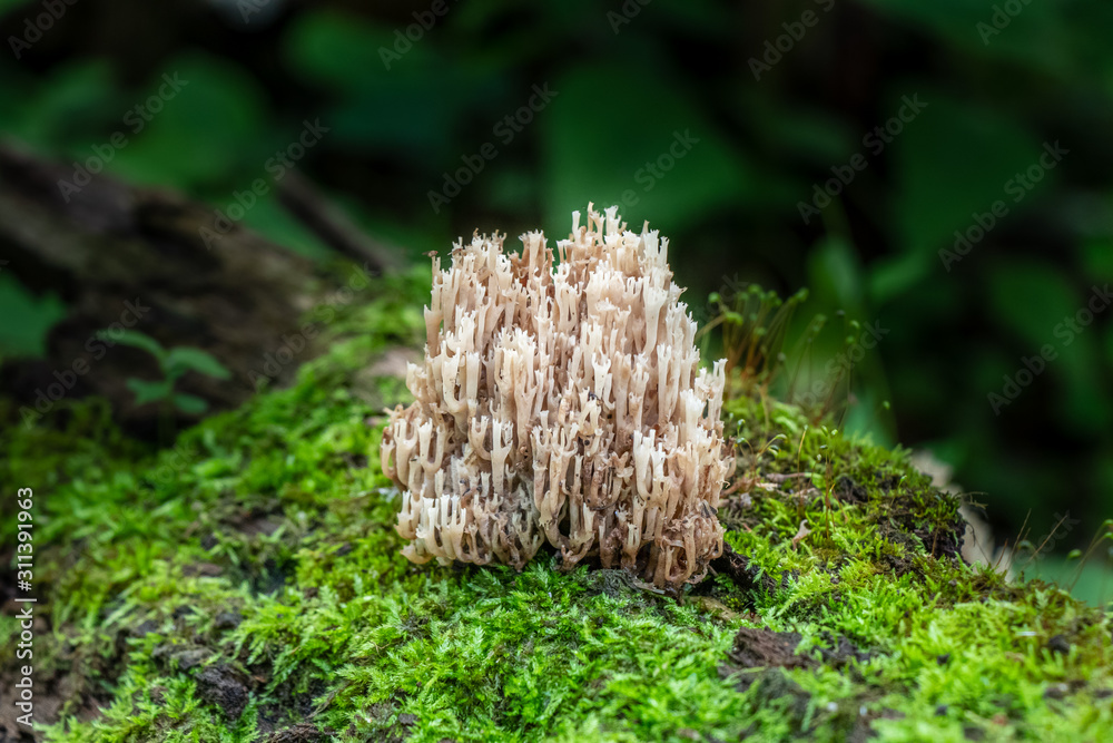 White coral fungus (Artomyces pyxidatus) growing on a mossy log White coral fungus (Artomyces pyxidatus) growing on a mossy log