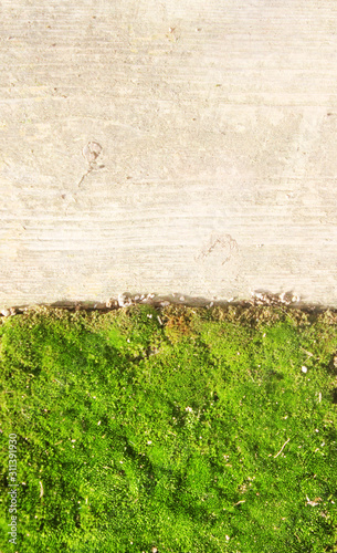 texture of grass, moss small