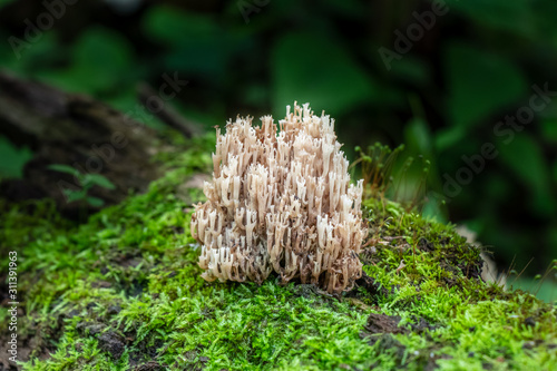 White coral fungus (Artomyces pyxidatus) growing on a mossy log