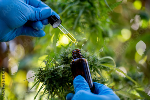 Doctors hold a bottle of medicine dropper, biomedical and ecological hemp medicine, medicinal plants, cbd oil, hemp oil, medical hemp products for medical use, including cbd hemp  photo