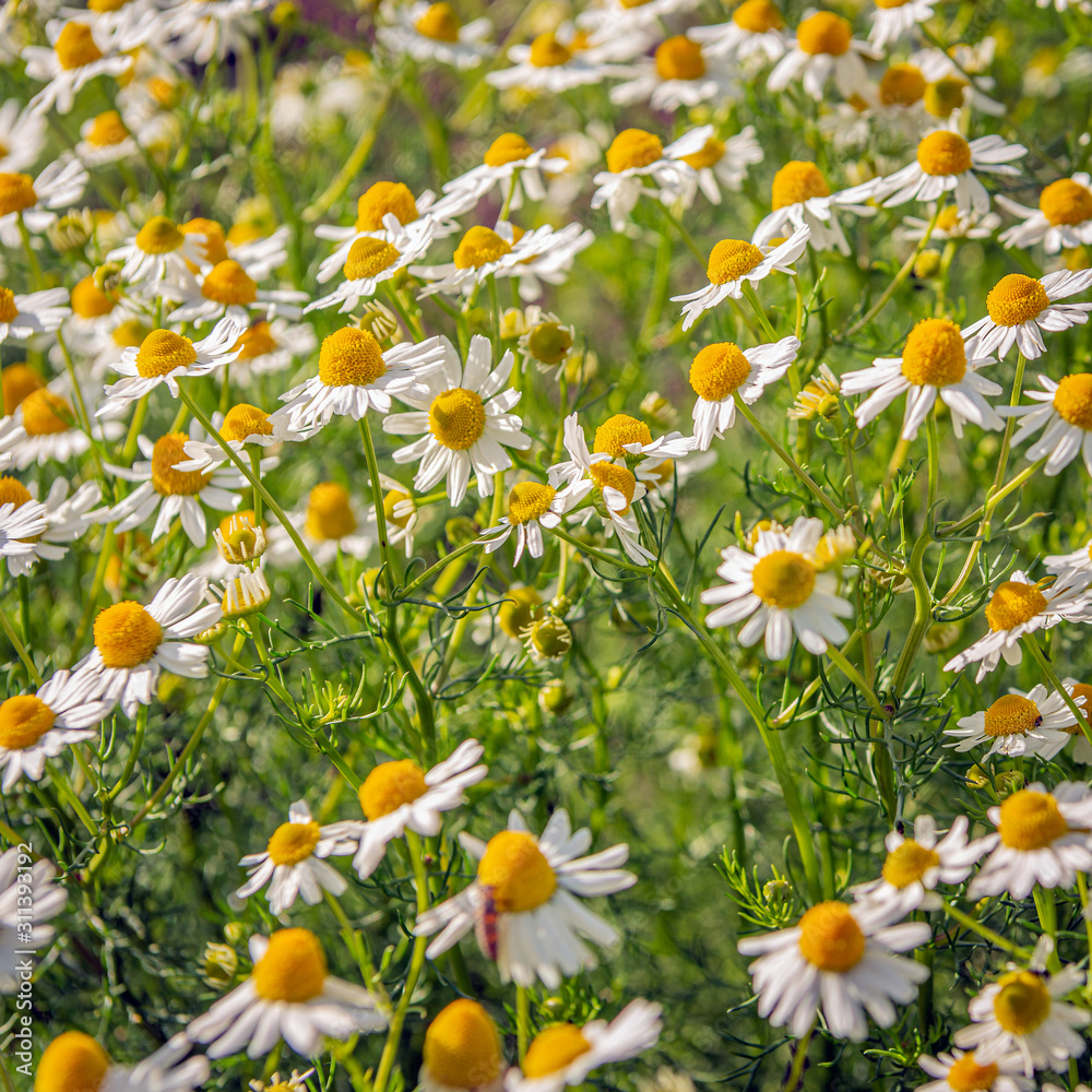 Blooming German chamomile up close