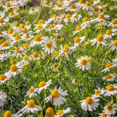 Obraz na płótnie Blooming German chamomile up close w salonie