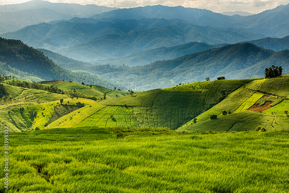 Mountain view with rice field