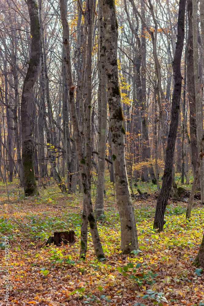 Autumn in the forest the last warm Sunny days of the outgoing summer, evening sunset foliage underfoot a walk in nature.