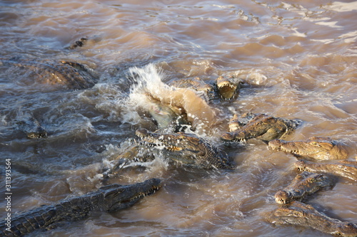 crocodile feeding frenzy 