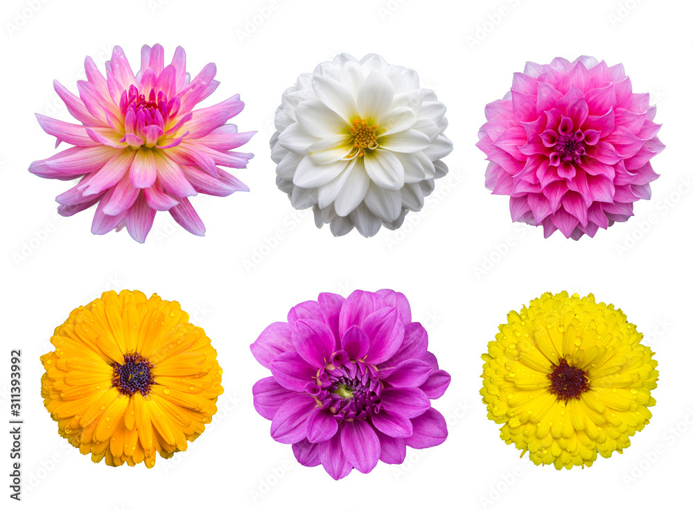 set of flowers isolated on white background set of flowers isolated on white background