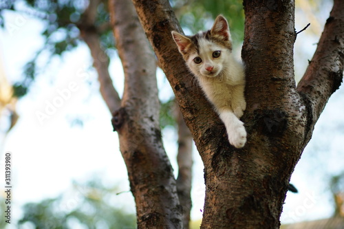 Cute white kitten play on a tree. Portrait of an domestic cat.