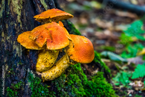 greville's mushrooms in macro closeup, Edible fungus specie from the forests of europe photo