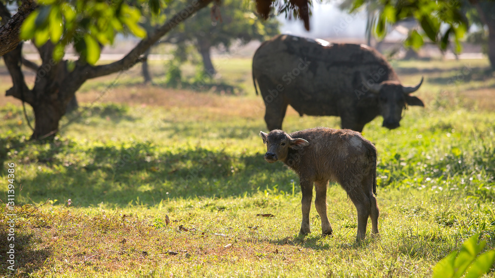 Buffalo and buffalo calf in the farm.