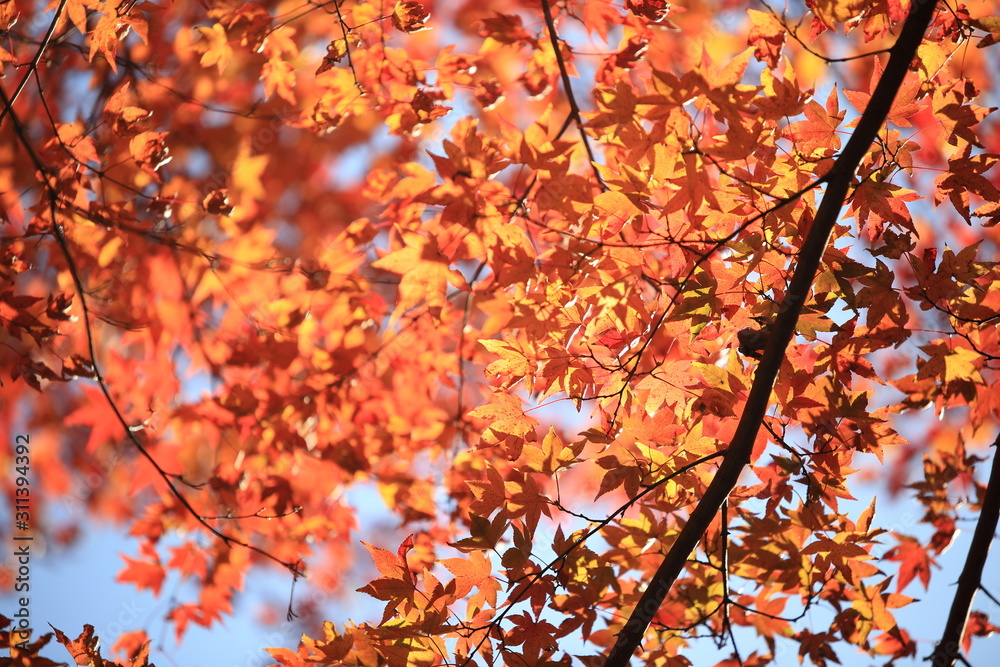 Autumnal landscape of Suizawa maple valley in the Mie Prefecture of Japan Autumnal landscape of Suizawa maple valley in the Mie Prefecture of Japan