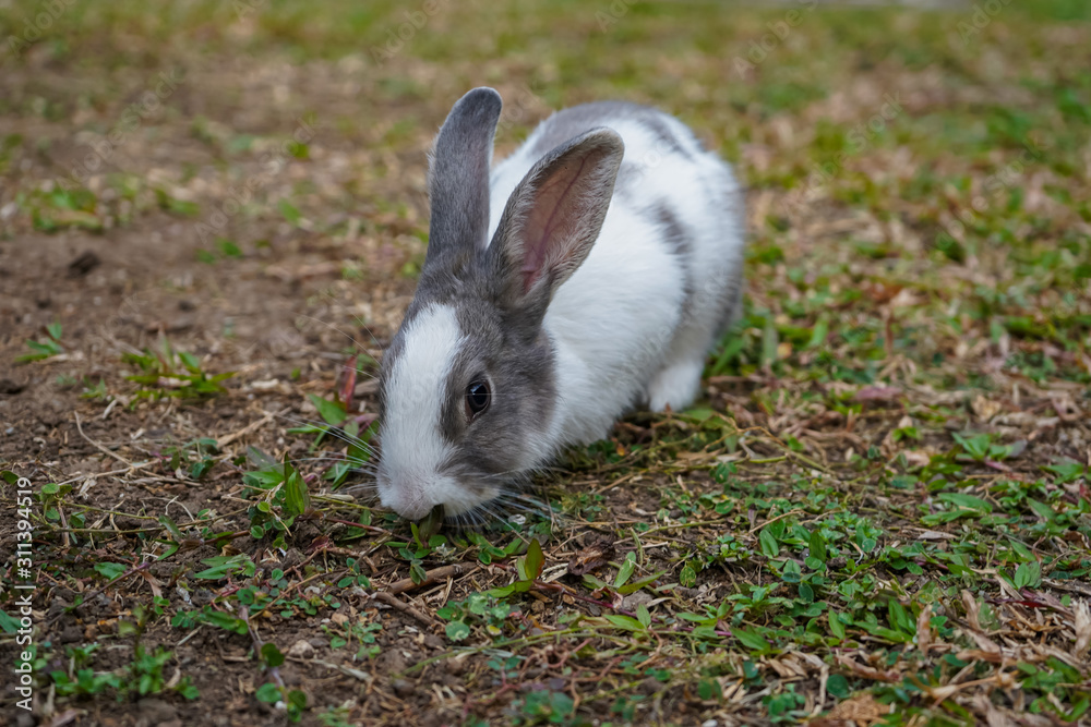 Fototapeta premium Super cute white and grey rabbit 