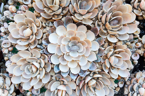 Shell art decoration at Yehliu