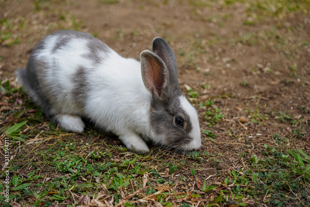 Super cute white and grey rabbit Super cute white and grey rabbit
