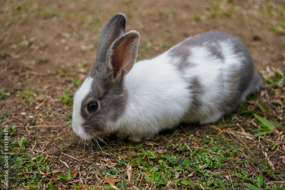 Super cute white and grey rabbit Super cute white and grey rabbit