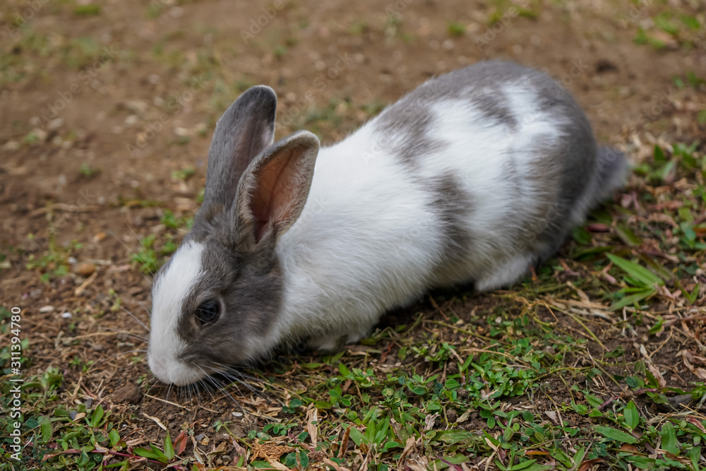 Super cute white and grey rabbit Super cute white and grey rabbit