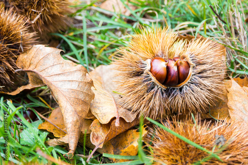 Chestnuts in the burr in the Mediterranean scrub in Tuscany, Italy