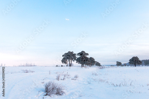 Scenery. Snow covered field with pine trees in hoarfrost. A plane flies in the winter blue sky.