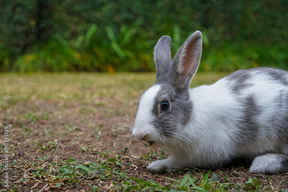 Super cute white and grey rabbit Super cute white and grey rabbit