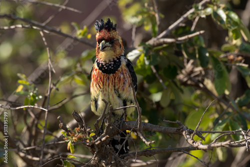 Barbican promépic,.Trachyphonus vaillantii , Crested Barbet photo