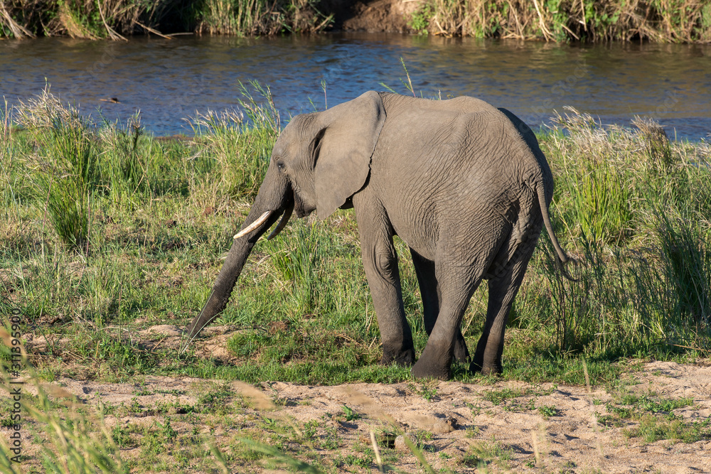 Obraz premium Eléphant d'Afrique, loxodonta africana, African elephant, Parc national Kruger, Afrique du Sud