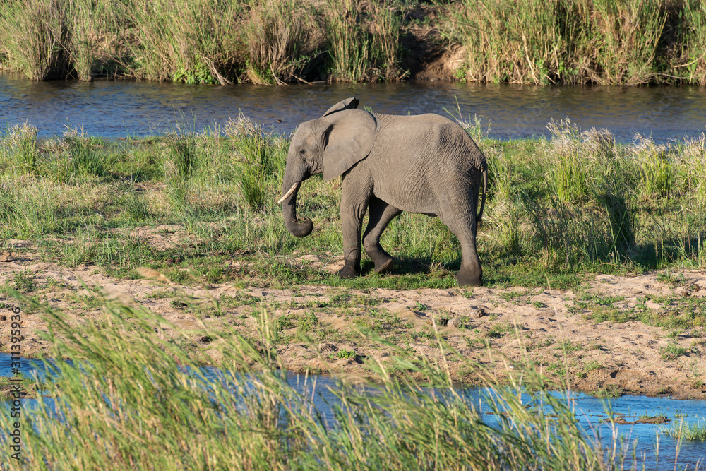 Fototapeta premium Eléphant d'Afrique, loxodonta africana, African elephant, Parc national Kruger, Afrique du Sud