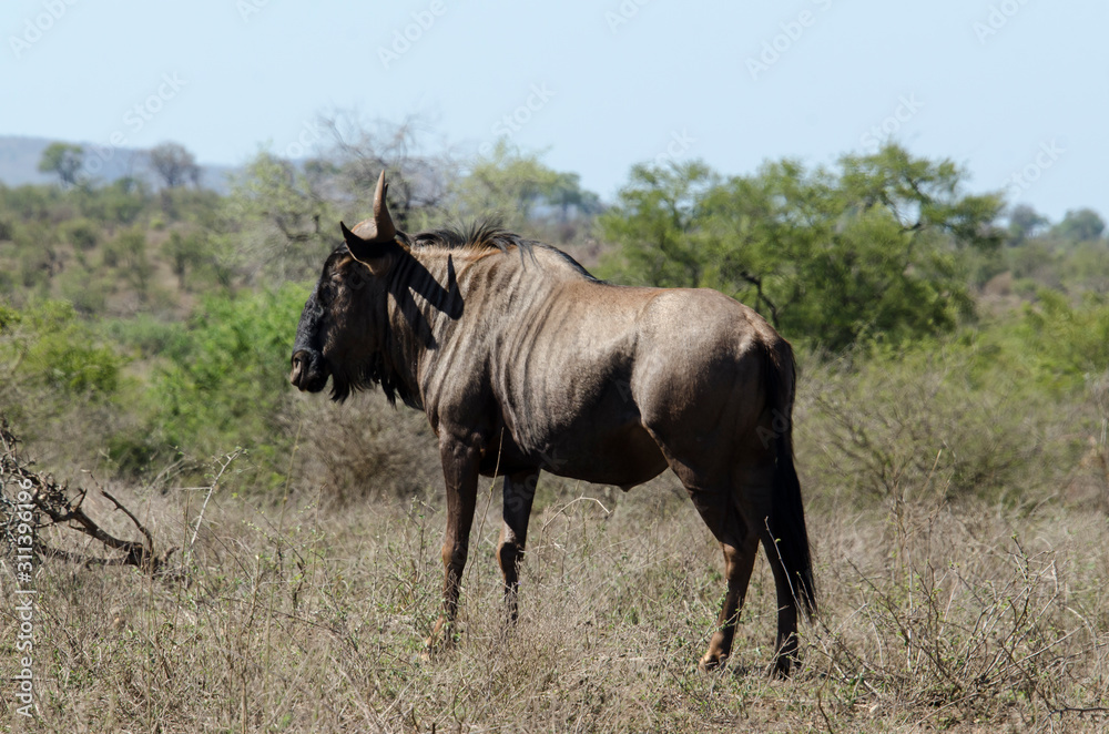 Gnou à queue noire, Connochaetes taurinus, Parc national Kruger, Afrique du Sud Gnou à queue noire, Connochaetes taurinus, Parc national Kruger, Afrique du Sud
