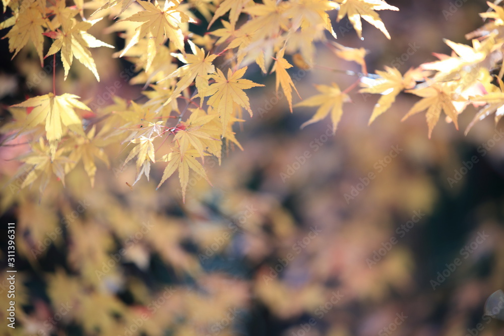 Autumnal landscape of Suizawa maple valley in the Mie Prefecture of Japan Autumnal landscape of Suizawa maple valley in the Mie Prefecture of Japan