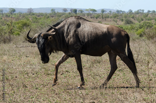 Gnou à queue noire, Connochaetes taurinus, Parc national Kruger, Afrique du Sud